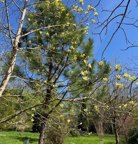 Pinus-palustris-et-Magnolia-yellow-birdjpeg##Pinus palustris et Magnolia yellow bird##Arboretum_Adeline##