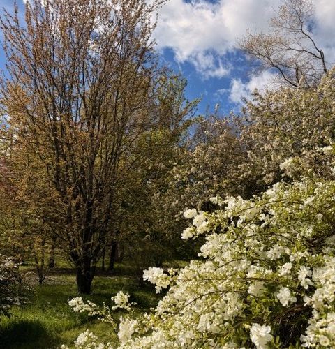Exochorda-macrantha-the-bride-et-Tilia-cordata-winter-orange