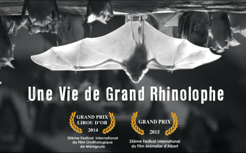 Affiche-projection-La-Vie-d-un-Grand-Rhinolophejpg##Affiche projection - La Vie d'un Grand Rhinolophe##© Tanguy STOECKLE## Affiche-projection-La-Vie-d-un-Grand-Rhinolophejpg##Affiche projection - La Vie d'un Grand Rhinolophe##© Tanguy STOECKLE##